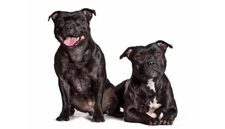 Staffordshire Bull Terrier