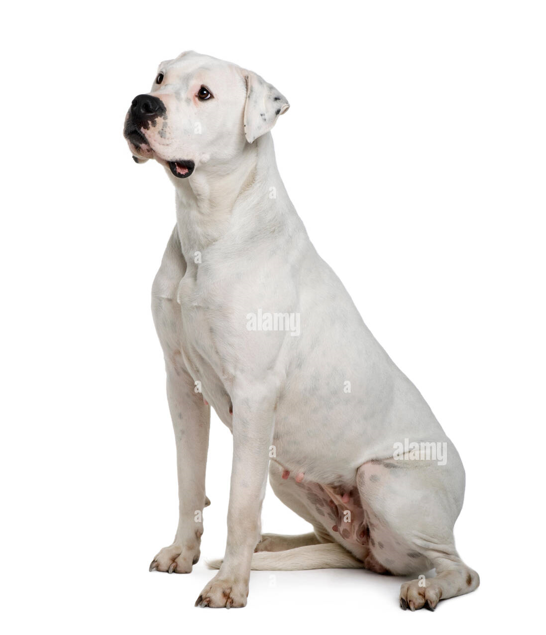 Dogue Argentino