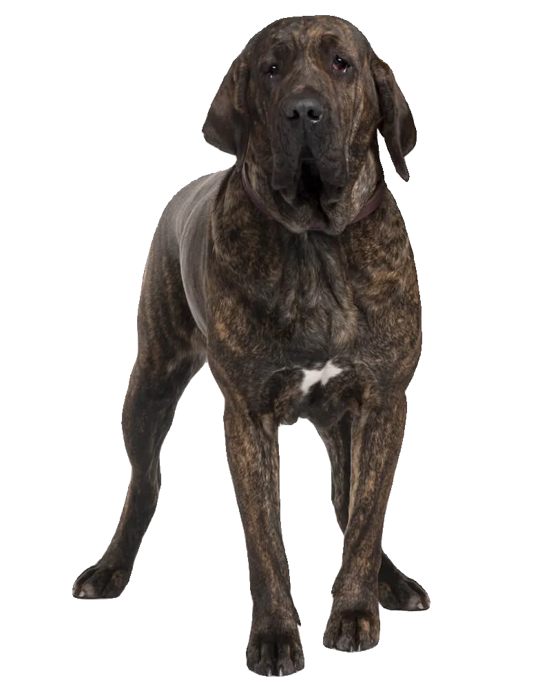 Fila Brasileiro