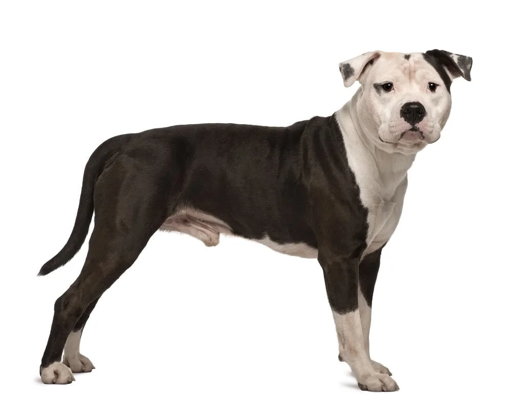 Staffordshire Terrier Americano